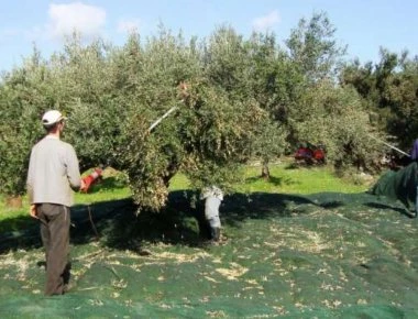 Σε απόγνωση οι ελαιοπαραγωγοί στην Ναυπακτία λόγω έλλειψης ψεκασμών δακοκτονίας (βίντεο)